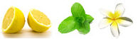 FruitFlowerPictures